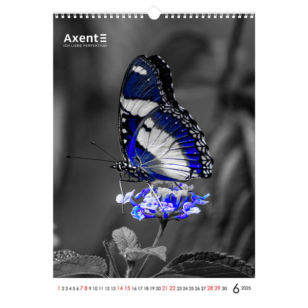 Календарь настенный 2025 Axent One color art 8804-25-2-A, А3